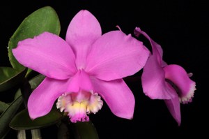 Cattleya loddigesii Rosminah AM/AOS	80 pts.